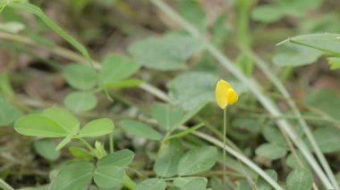 Makro çekim ile yere çiçek açan küçük sarı çiçek