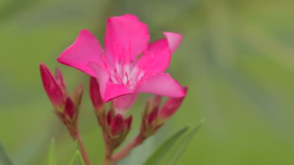 Červený květ kvete na zemi s makro shot — Stock video