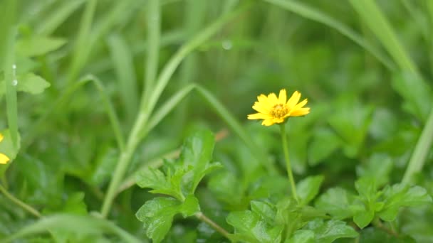 Μικρό κίτρινο λουλούδι ανθοφορία επιτόπου με πυροβολισμό μακρο — Αρχείο Βίντεο