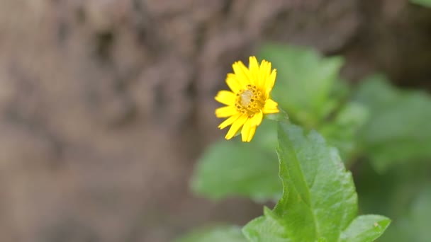 Pequeña flor amarilla floreciendo en el suelo con macro disparo — Vídeo de stock