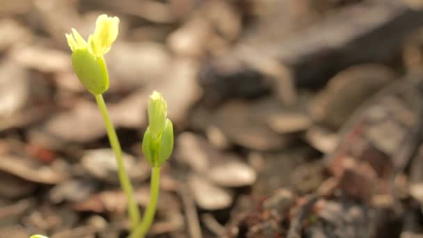 Kleine boom in moreing en zon licht met vervaging achtergrond — Stockvideo