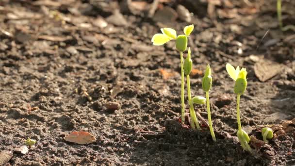 Piccolo albero in moreing e luce del sole con sfondo sfocato — Video Stock