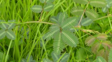 Duyarlı bitki (Mimosa pudica) doğada
