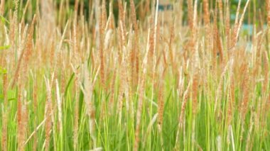 Arı yiyecek arama sabah günde rüzgarda sallanan çimen