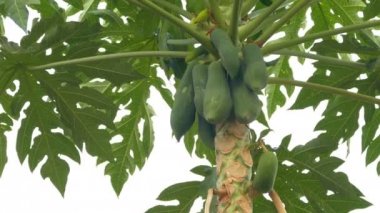 Papaya ağaç meyve bahçesinde ile yüklü