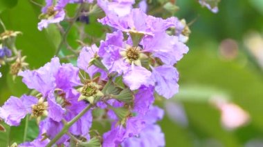 Lagerstroemia floribunda çiçek yeşil yaprakları yaz zamanında