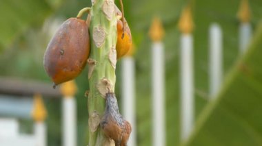 Papaya ağaç meyve bahçesinde ile yüklü