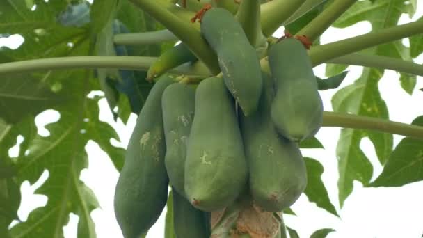 Papaya träd lastad med frukt i trädgården — Stockvideo