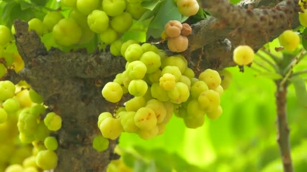 Star gooseberry on tree in nature — Stock Video