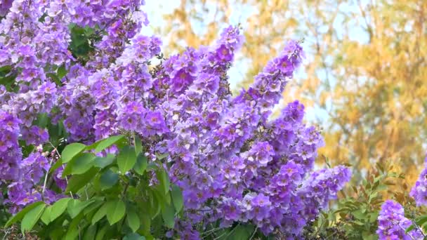 Lagerstroemia floribunda flores em tempo de verão em folhas verdes — Vídeo de Stock