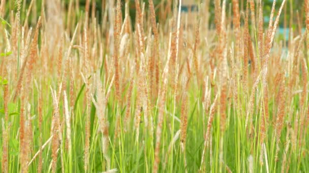 Biene auf Nahrungssuche, Gras wiegt sich am Morgen im Wind — Stockvideo