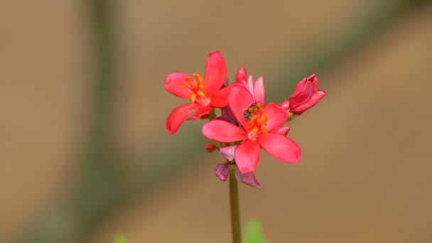 Красный цветок цветет на земле с макроснимком — стоковое видео