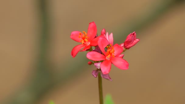 Rode bloem bloeien op de grond met de macro-opname — Stockvideo