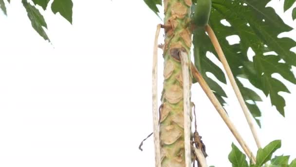 Papaya träd lastad med frukt i trädgården — Stockvideo