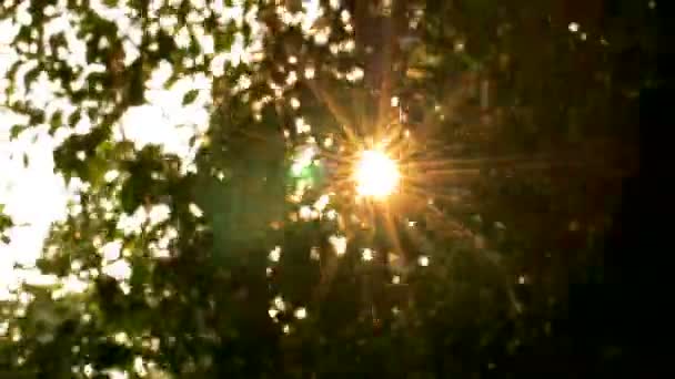 Arbres avec vent et soleil par beau temps tous les mouvements 