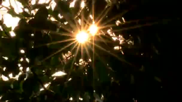 Drzew z wiatru i słońca światła przy dobrej pogodzie wszystkie ruchy — Wideo stockowe
