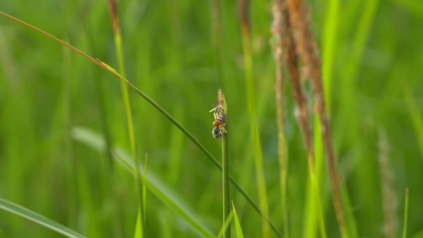 L'abeille est à la recherche de nourriture, Herbe se balançant dans le vent le matin — Video