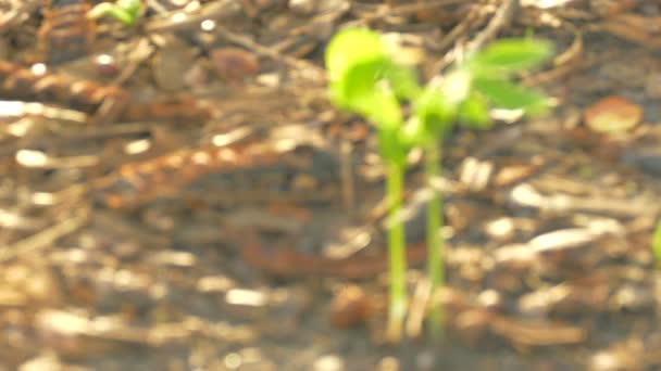 Pequeño árbol en la mañana y la luz del sol con fondo borroso — Vídeo de stock