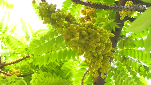 Bintang gooseberry di pohon di alam — Stok Video