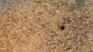 Siyah karıncalar zemin: Ultra Hd 4 k yüksek kaliteli görüntüleri boyutu (3840 x 2160 üzerinde çalışan binlerce)