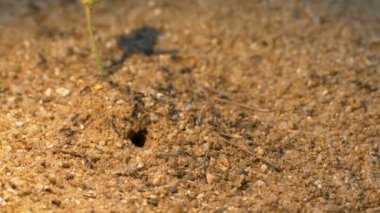 Siyah karıncalar zemin: Ultra Hd 4 k yüksek kaliteli görüntüleri boyutu (3840 x 2160 üzerinde çalışan binlerce)