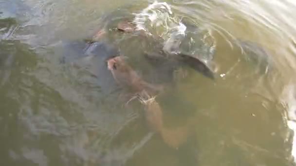 Pescado en el estanque comiendo pan. alimentación de peces: Full HD — Vídeo de stock