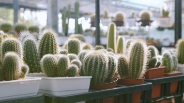 Kaktüs familyasından geniş çeşitlilikteki şirin ve dikenli bitkileri kapatın..