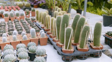 Çocuk odasındaki saksılarda kaktüs familyasından sayısız sevimli ve küçük bitki var..