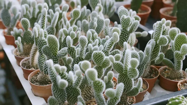 Bunny ear Cactus in flower pots displayed at the Cactus nursery. Close up.