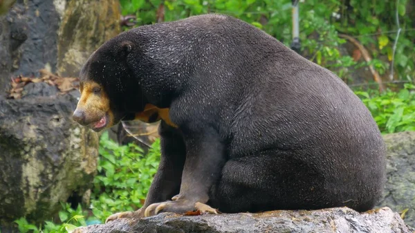 Behavior Malayan Sun Bear Moving Rain — Stock Photo, Image