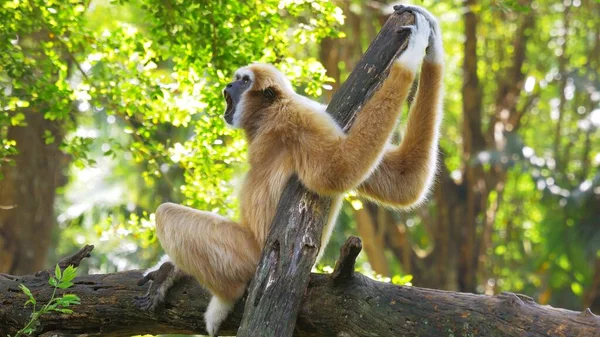 Brązowy Naczelny Gibbon Gałęzi Drzewa Ziewanie Anatomicznie Ludzko Podobny Antropoid — Zdjęcie stockowe