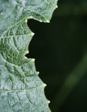 Kabak yaprağı arka plan 