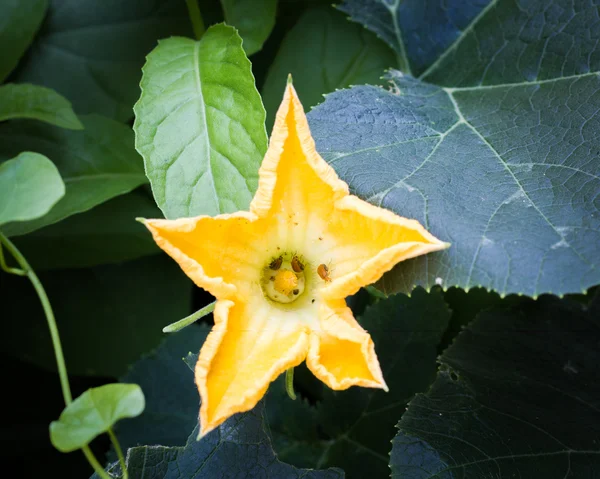 Pumpkin flower in the backyard — Stock Photo, Image