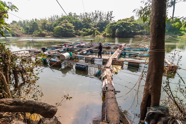 El gallinero de piscifactoría en el río de Tailandia — Foto de Stock