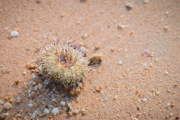 Urchin macro photography, Close up at beach backround — Stock Photo, Image