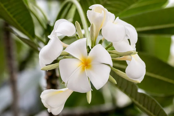 Plumeria (frangipani) flowers on tree, la Reunion island — Stock Photo, Image