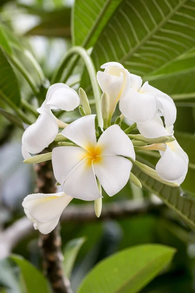 Plumeria (frangipani) kwiaty na drzewo, la Reunion island — Zdjęcie stockowe