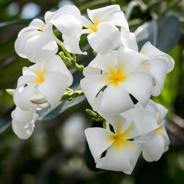 Plumeria (frangipani) flores en el árbol, la isla Reunión —  Fotos de Stock