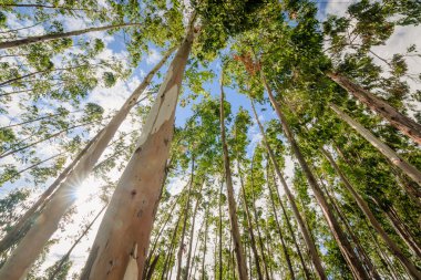 Eucalyptus tree against sky clipart