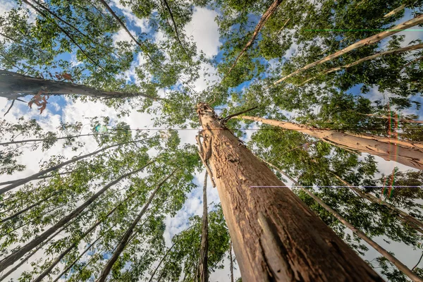 Eucalyptus boom tegen hemel — Stockfoto