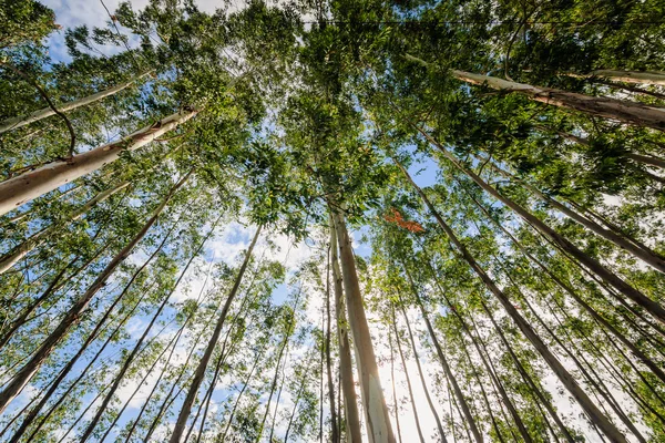 Eucalipto contra el cielo — Foto de Stock