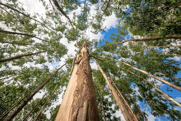 Eucalyptus boom tegen hemel — Stockfoto