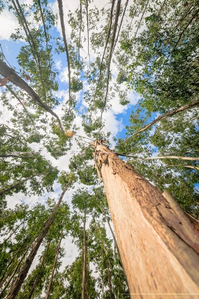 Eucalyptus boom tegen hemel — Stockfoto