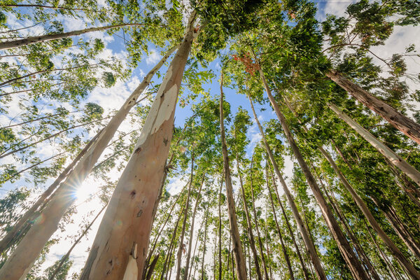 Eucalyptus tree against sky