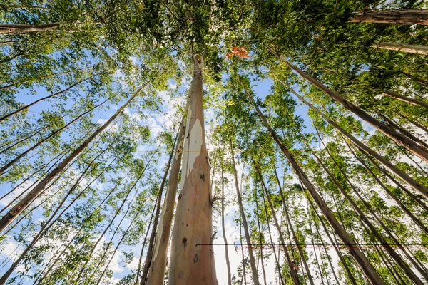 桉树的天空 — 图库照片