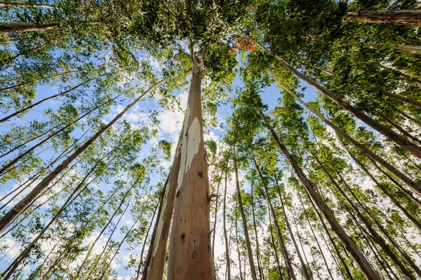 Eucalyptus arbre contre ciel — Photo