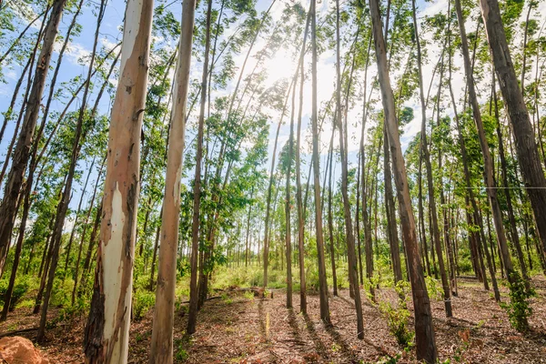 Eucalyptus tree against sky — Stock Photo, Image