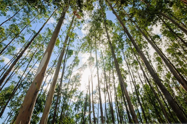 Eucalyptus tree against sky — Stock Photo, Image