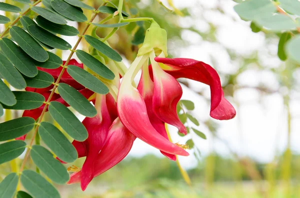 Red agasta flower on tree — Stock Photo, Image