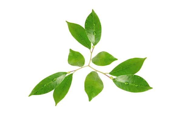 Citrus leaves with drops isolated on a white background — Stock Photo, Image